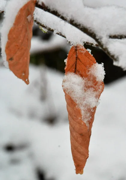 树枝上覆盖着白雪的干叶子的垂直截图 — 图库照片