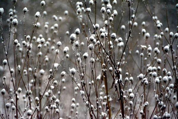 Wspaniały Strzał Śnieżnych Suszonych Roślin — Zdjęcie stockowe