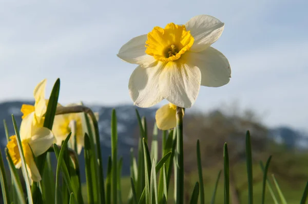 Красивый Снимок Белого Цветка Желтым Центром Саду Цветущий Нарцисс — стоковое фото