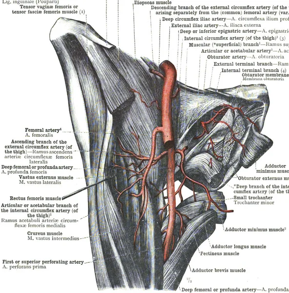 Rami Dell Arteria Femorale — Foto Stock