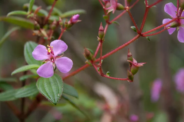 Tiro Foco Seletivo Belas Flores Minúsculas Violeta Melastomataceae Selvagens — Fotografia de Stock