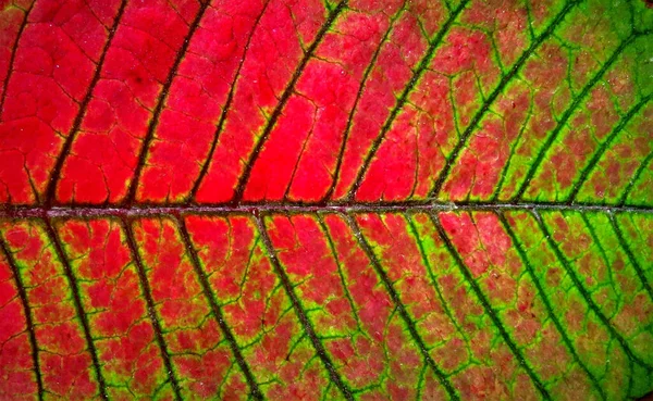 Veias Uma Folha Vermelho Com Verde — Fotografia de Stock