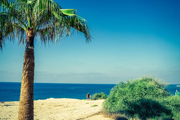 Uma Palmeira Pequeno Arbusto Numa Praia Chipre — Fotografia de Stock