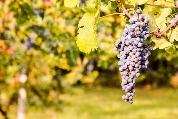 Gros Plan Raisins Noirs Poussant Sur Les Branches Une Vigne — Photo