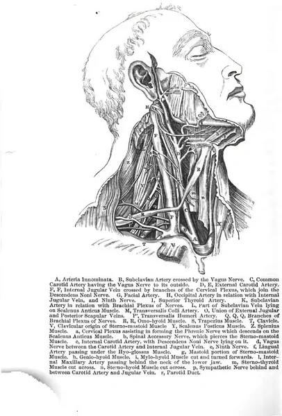 Topografie Gâtului Uman Mușchii Gâtului Nervii — Fotografie, imagine de stoc