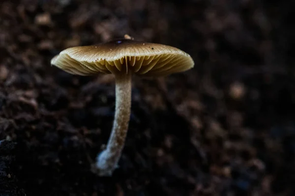 Primer Plano Hongo Silvestre Suelo Malta Con Fondo Oscuro Borroso — Foto de Stock