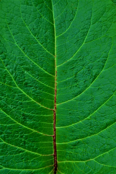 緑の葉の表面 壁紙や背景のテクスチャ — ストック写真