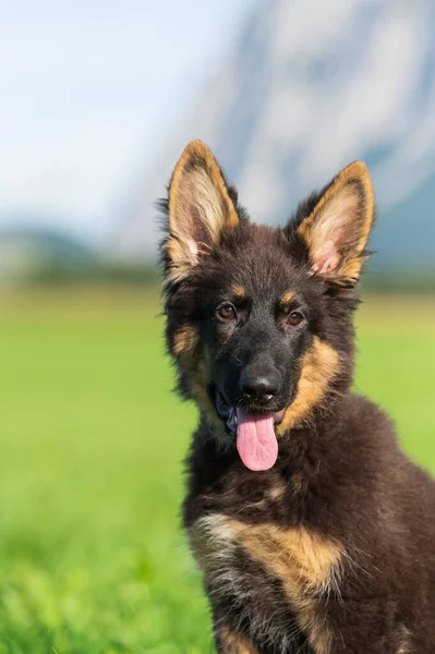 Vertical Shot Cute German Shepherd Park Blurry Background — Stock Photo, Image