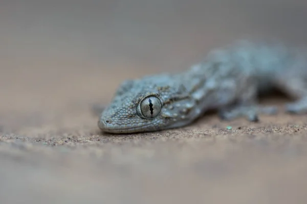 Close Uma Parede Comum Gecko Rastejando Uma Parede Pedra Calcária — Fotografia de Stock