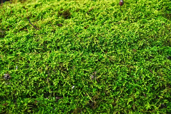 Yeşil Çimen Dokusuna Yakın Plan — Stok fotoğraf
