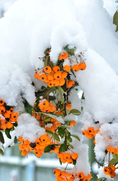Gałąź Owocami Sorbus Aucuparia Pokrytymi Śniegiem — Zdjęcie stockowe