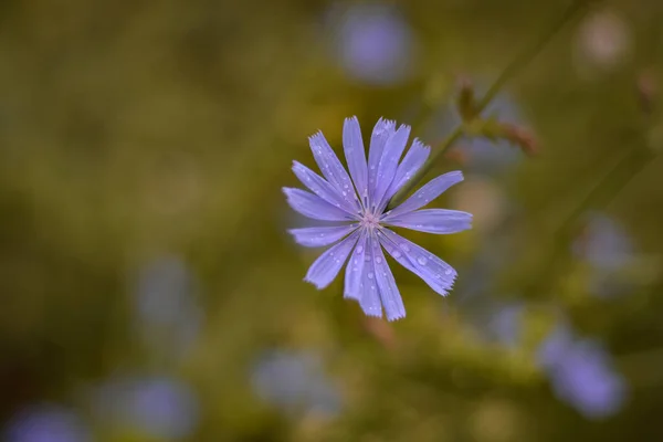 Ein Selektiver Fokus Der Blühenden Lila Chicorée Blüte Die Mit — Stockfoto
