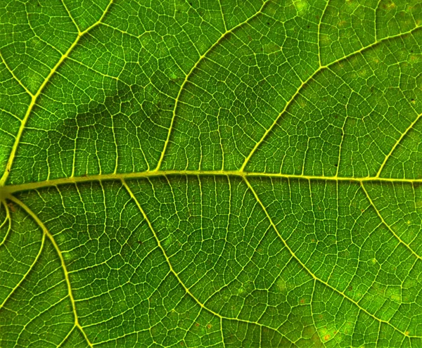 Tiro Perto Das Costelas Uma Folha Verde — Fotografia de Stock