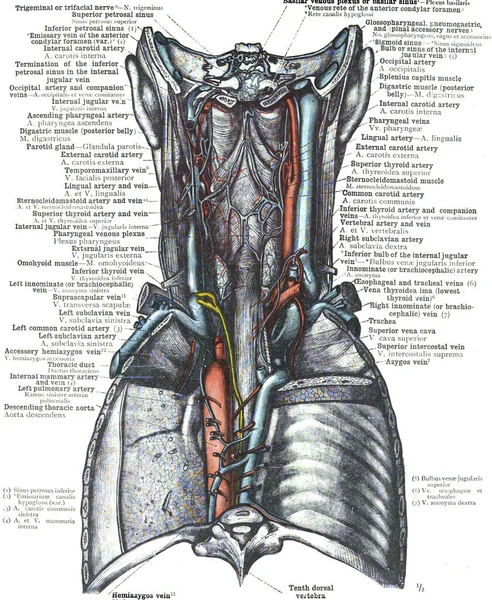 Anatomía Del Suministro Sangre Tiroidea Sobre Fondo Blanco —  Fotos de Stock