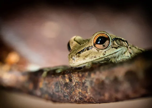 파일에 귀달린 개구리 — 스톡 사진