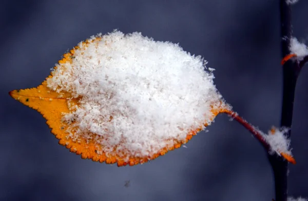 Una Hermosa Toma Hojas Cubiertas Nieve Una Rama — Foto de Stock