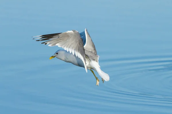 Close Uma Gaivota Voando Sobre Água Azul Sob Céu Luz — Fotografia de Stock