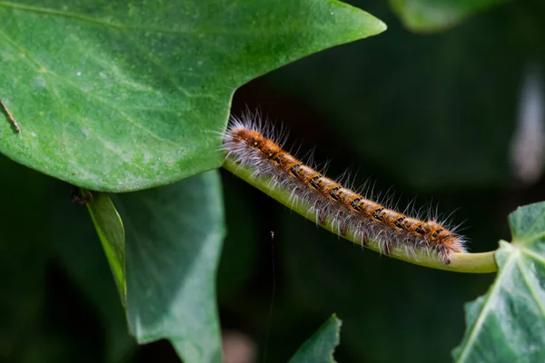 Closeup Oak Eggar Caterpillar Plants Field Malta Blurry Background — Stock Photo, Image