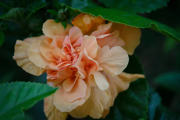 Une Mise Point Sélective Une Belle Floraison Floribunda — Photo