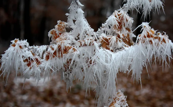 Een Bevroren Uitloper Mist Winter — Stockfoto