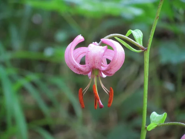 Egy Vadliliom Lilium Martagon Virágzik Egy Erdőben Zürich Közelében Svájcban — Stock Fotó