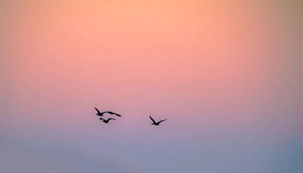Красивый Снимок Птиц Летящих Красочный Закат — стоковое фото