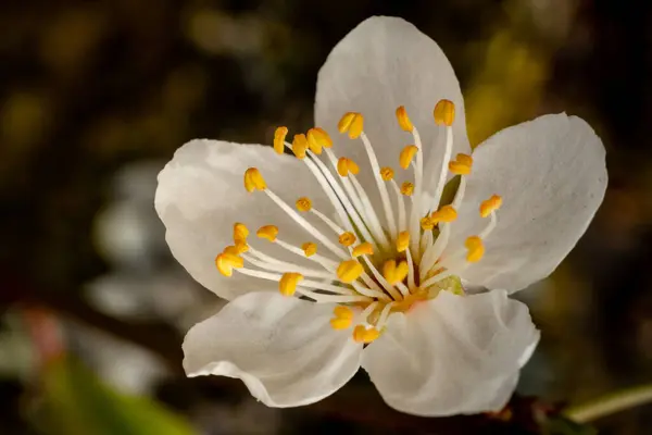 Selective Focus Shot Beautiful Blossom Garden — Stock Photo, Image
