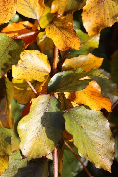 紅葉の垂直ショット — ストック写真