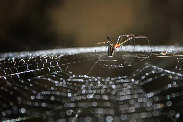 Uno Scatto Macro Ragno Che Costruisce Sua Ragnatela — Foto Stock