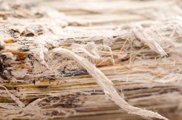 Asbestos Chrysotile Fibers Cause Lung Disease Copd Lung Cancer Mesothelioma — Stock Photo, Image