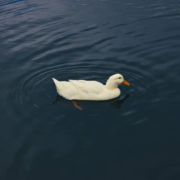 Closeup Shot American Pekin Duck Swimming Pond — Stock Photo, Image