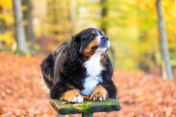 Ein Entzückender Berner Sennenhund Liegt Herbst Auf Einer Holzbank Einem — Stockfoto