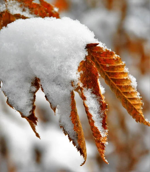 Ein Schuss Blätter Die Mit Schnee Bedeckt Sind — Stockfoto