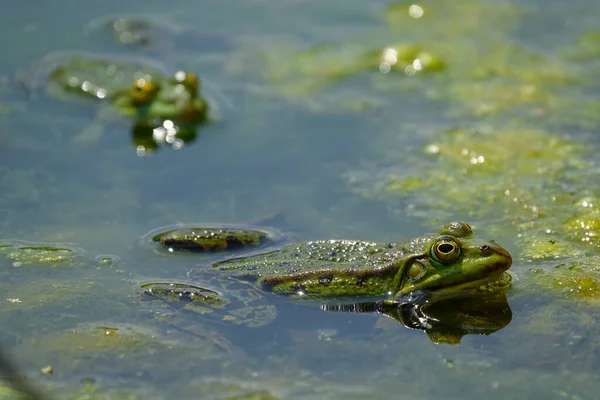 Detailní Záběr Žab Zelené Vodě Žabí Koupání Bažině Jezera — Stock fotografie