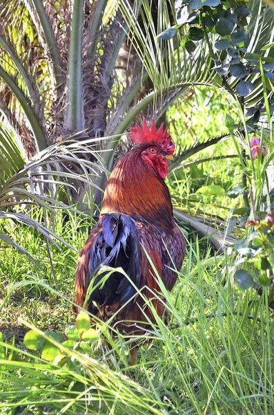 Vertical Shot Rooster Surrounded Greenery — Stock Photo, Image