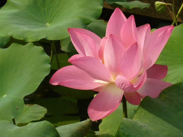 Zbliżenie Delikatnego Różowego Kwiatu Lotosu — Zdjęcie stockowe