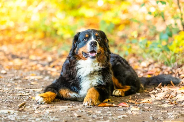 Een Portret Van Een Schattige Berner Mountain Dog Liggend Een — Stockfoto