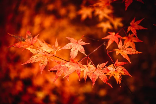 Een Close Van Japanse Esdoorn Takken Onder Het Zonlicht Herfst — Stockfoto