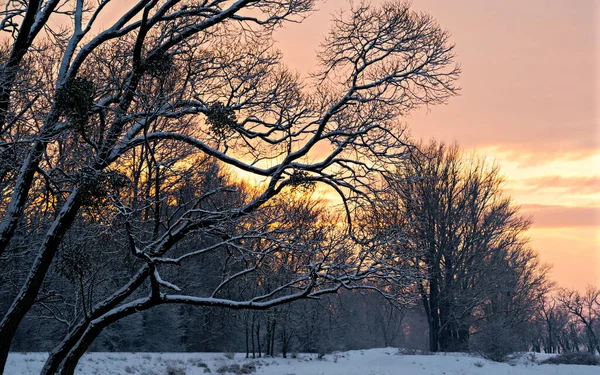 Piękny Zimowy Krajobraz Pokryty Śniegiem Mnóstwem Drzew Liściastych Zachodzie Słońca — Zdjęcie stockowe