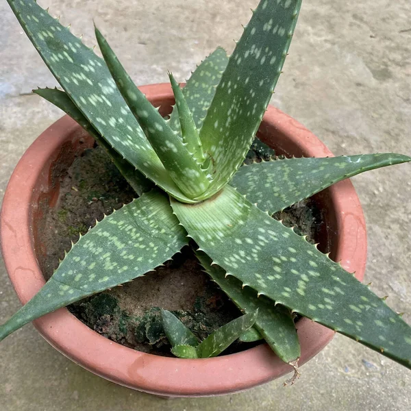 Detailní Záběr Zelené Rostliny Aloe Květináči — Stock fotografie