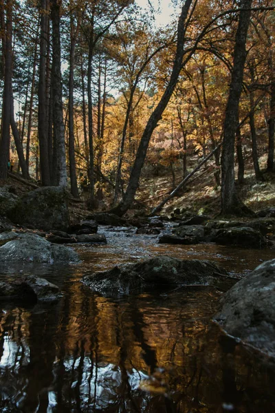 Pionowe Ujęcie Jesiennych Drzew Lesie — Zdjęcie stockowe