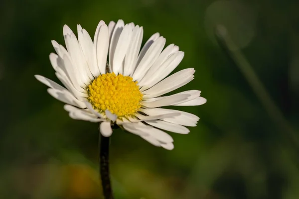 Μια Επιλεκτική Φωτογραφία Ενός Όμορφου Λουλουδιού Μαργαρίτας Στον Κήπο — Φωτογραφία Αρχείου