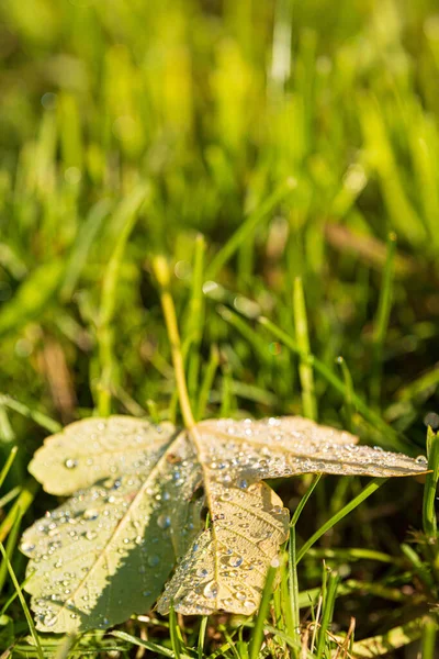 Vertical Shot Leaf Dew Ground Sunny Day — Stock Photo, Image