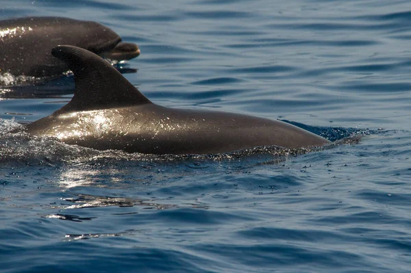 Ένα Κοντινό Πλάνο Ενός Δελφινιού Στον Ωκεανό Θέα Από Νησί — Φωτογραφία Αρχείου