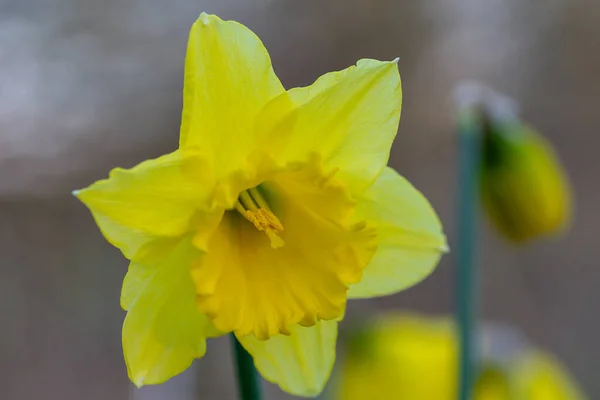 Närbild Blommande Påsklilja — Stockfoto