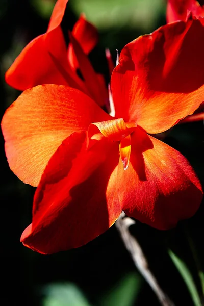 Colpo Verticale Fiore Canna — Foto Stock