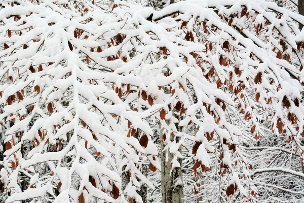 Uma Ramificação Congelada Após Nevoeiro Inverno — Fotografia de Stock