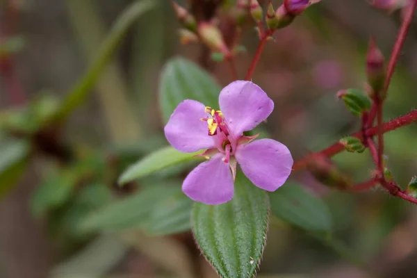 Tiro Foco Seletivo Belas Flores Minúsculas Violeta Melastomataceae Selvagens — Fotografia de Stock
