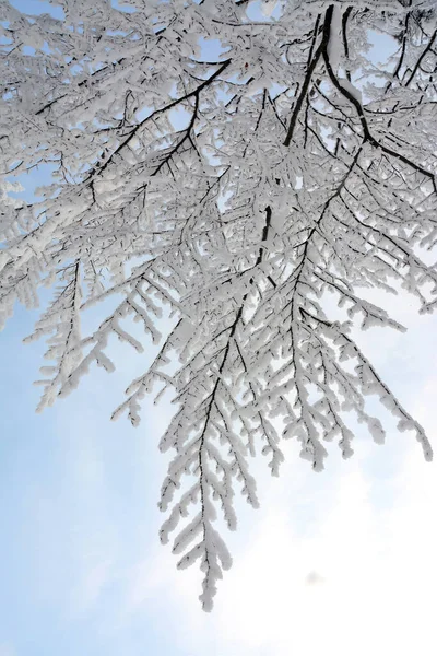 Low Angle Shot Tree Branches Covered Frost — Stock Photo, Image