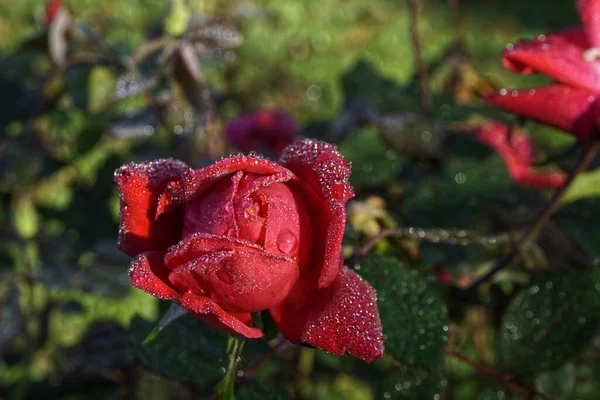 Eine Nahaufnahme Einer Leuchtend Nassen Rosenblume Die Garten Blüht — Stockfoto